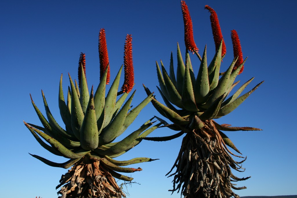Cape Aloe